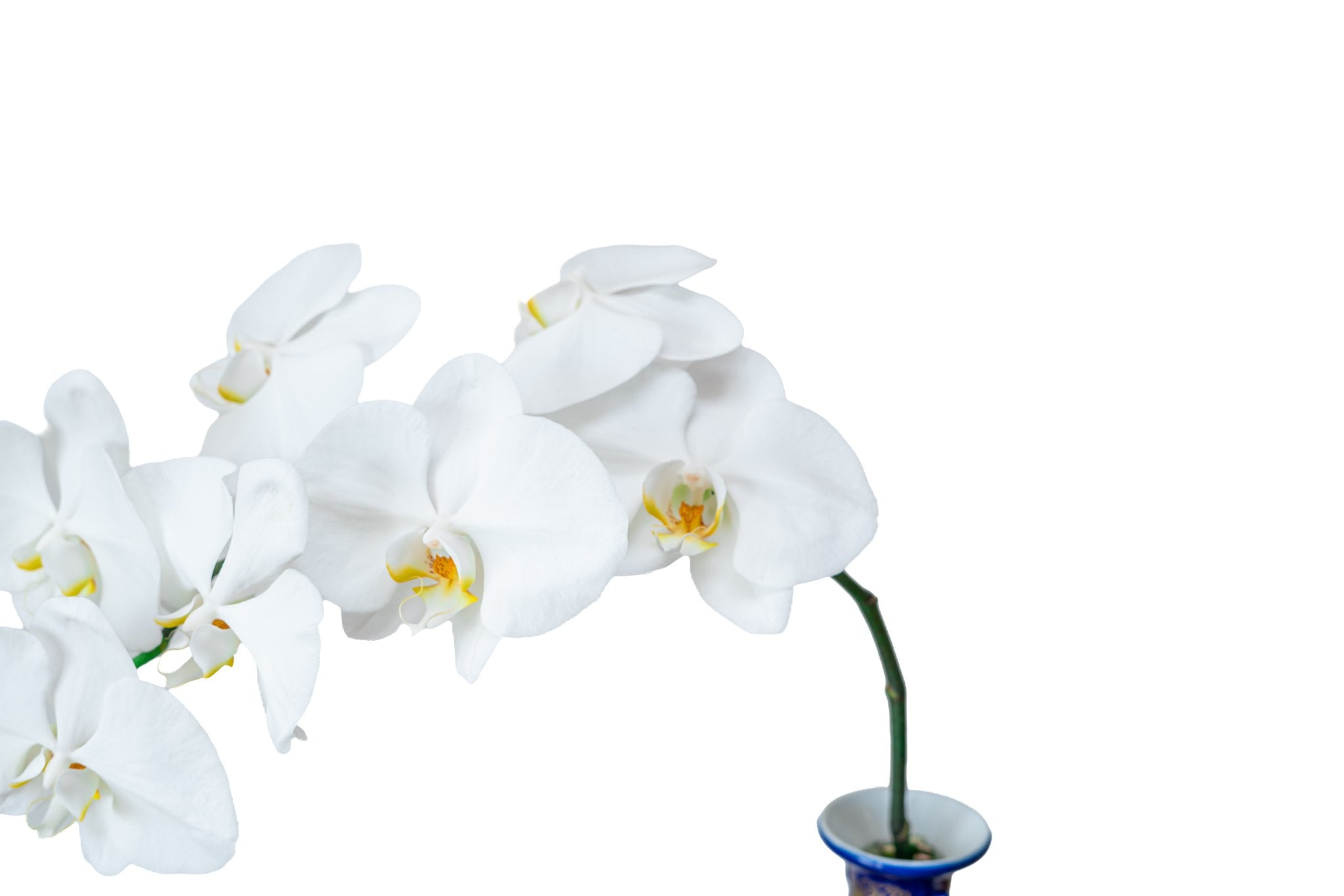 Blue Imperial by FLORAL, view 3
