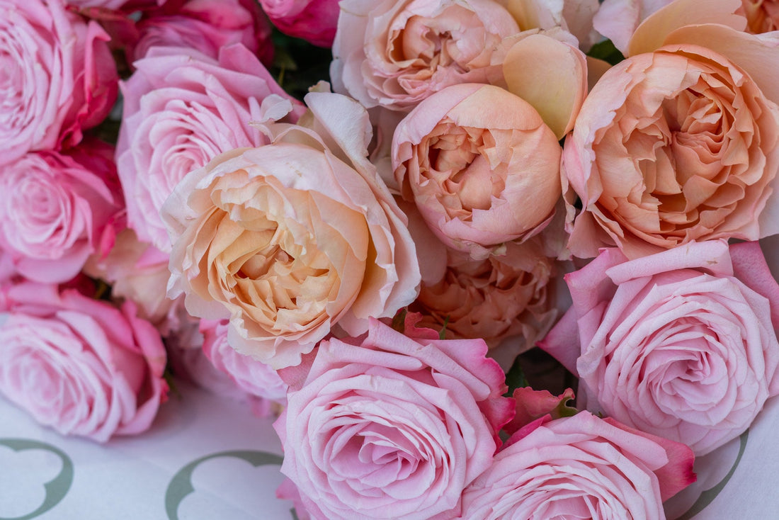 Rosaria by FLORAL, close-up view 2