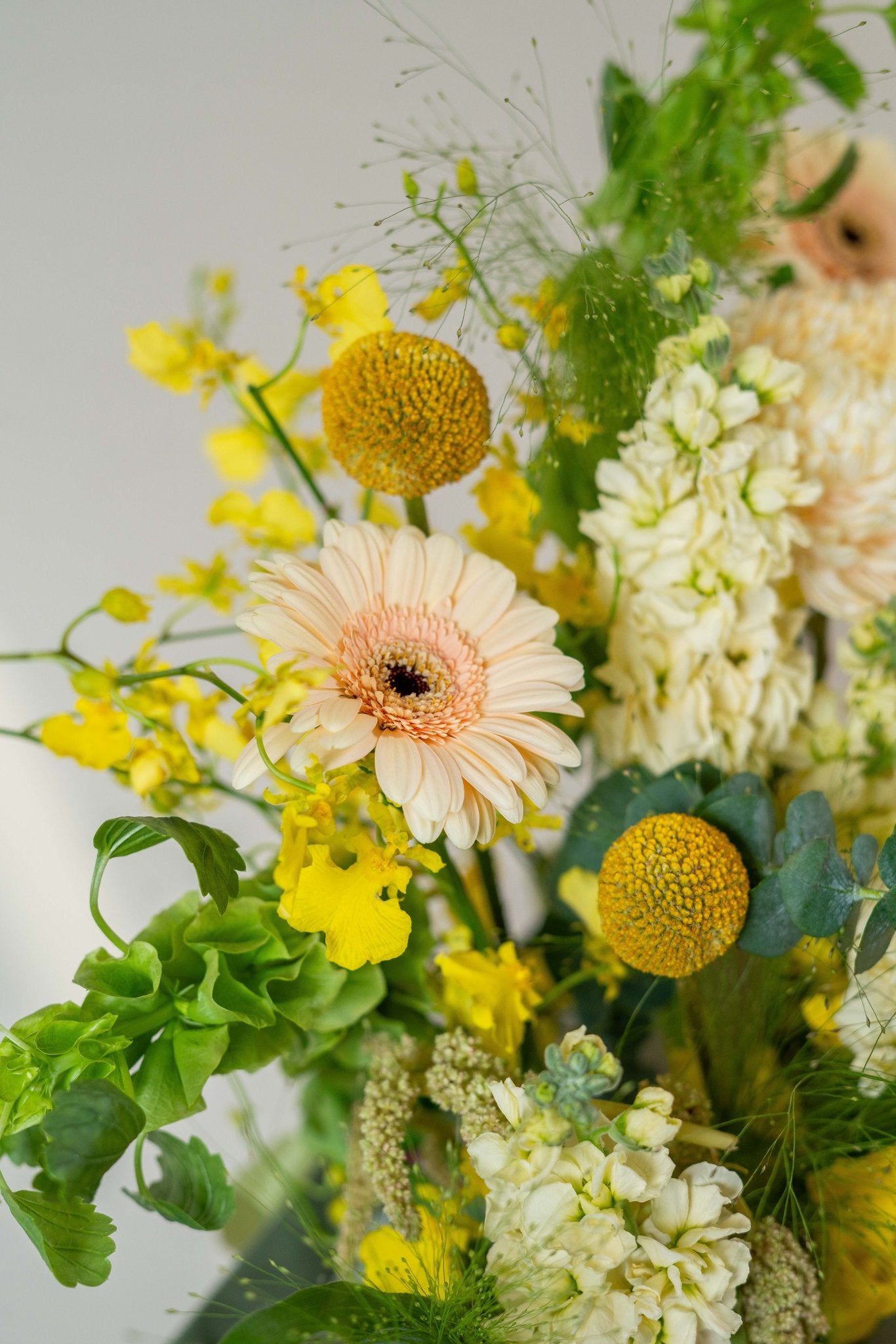 Royal Canary by FLORAL, view 7