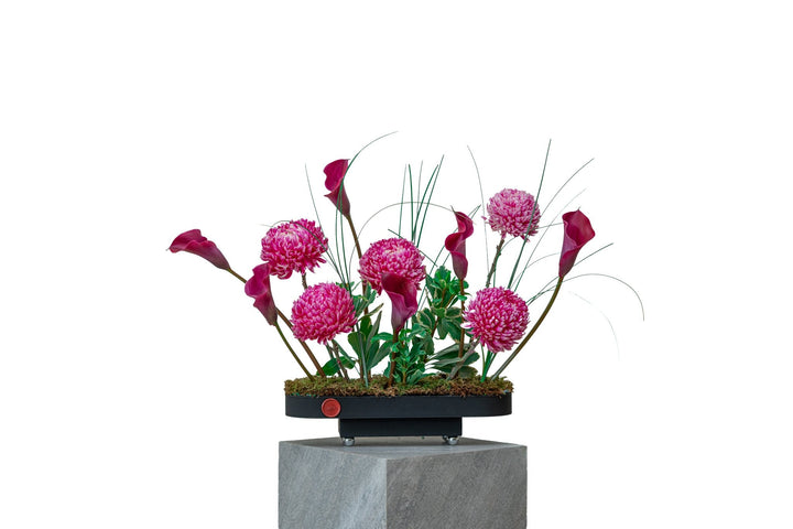 Royal Velvet by FLORAL: burgundy calla lilies and magenta chrysanthemums