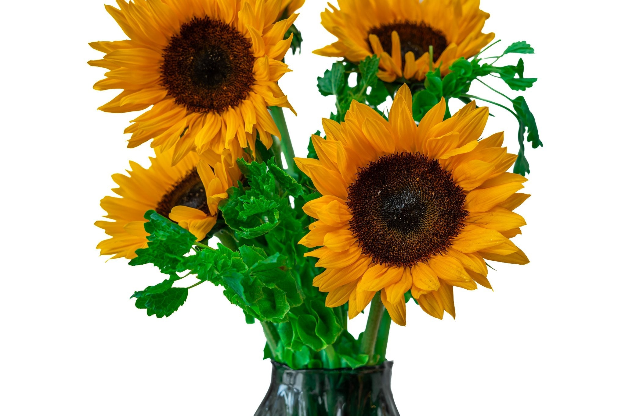 Solaris by FLORAL, view 4
