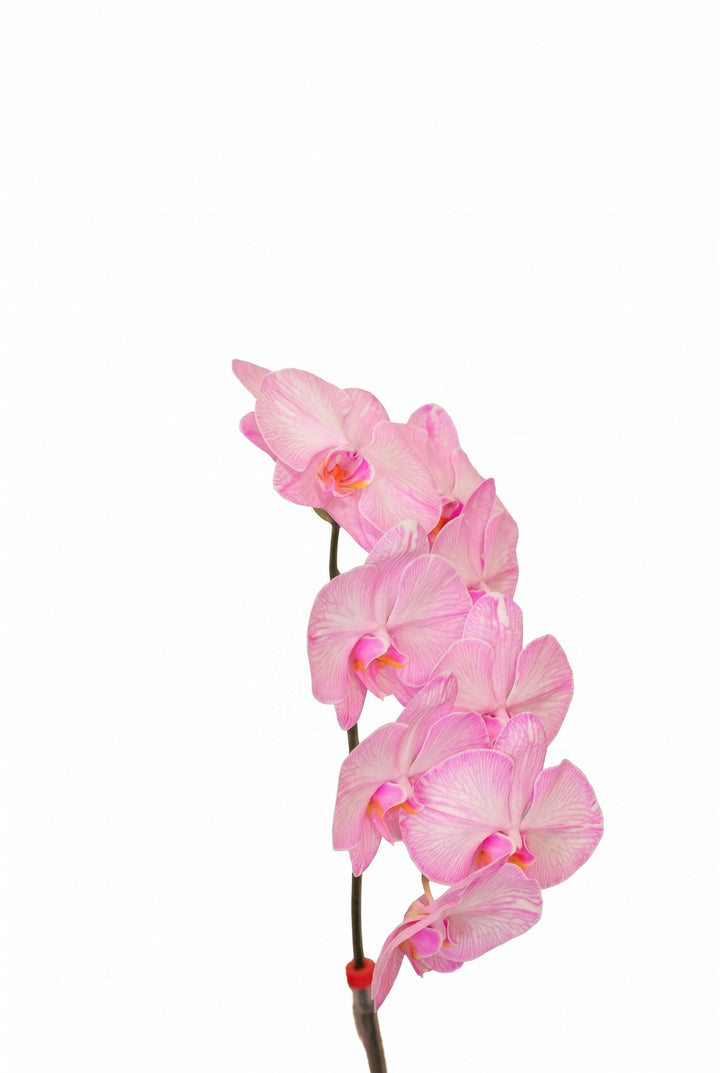 Whisper Pink by FLORAL: pink phalaenopsis orchid stem