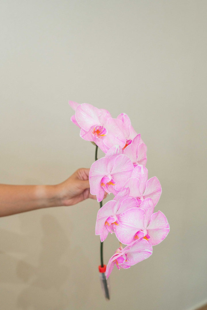 Whisper Pink by FLORAL, view 2